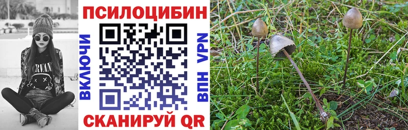kraken как зайти  Ковров  Псилоцибиновые грибы Psilocybine cubensis  где можно купить  